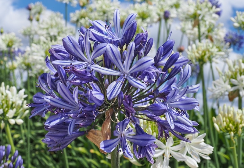 Purple and white agapanthus 