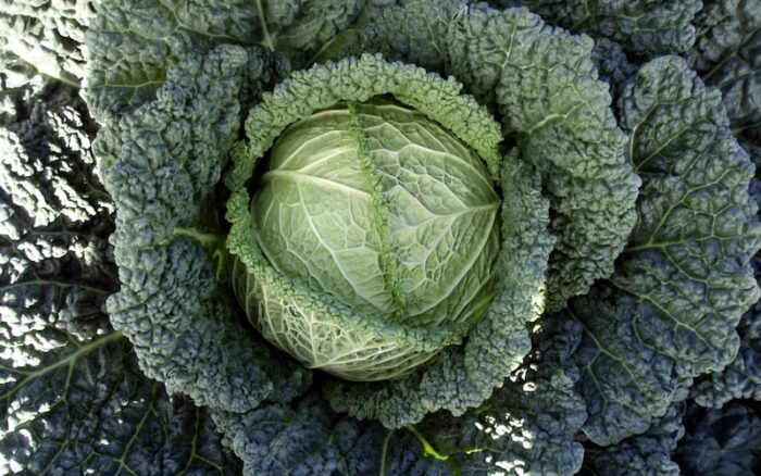 single-green-cabbage.jpg