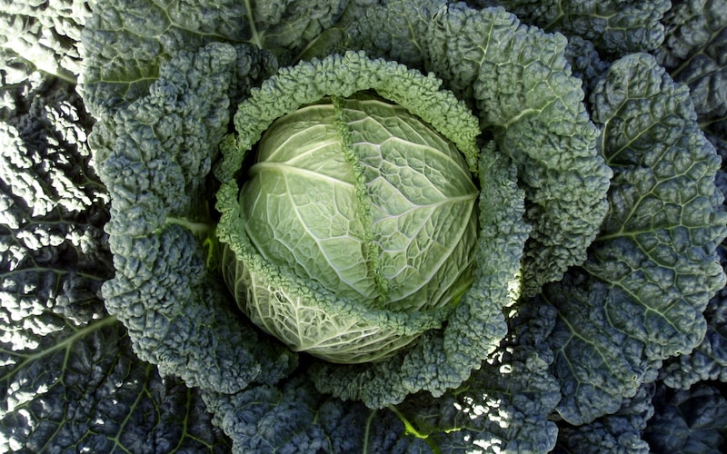 Single green cabbage closeup