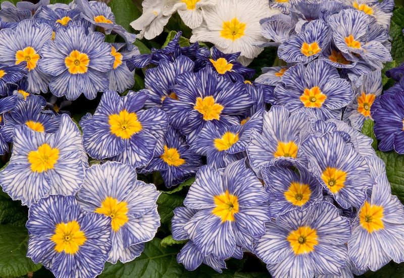 Blue and white veined primrose with yellow centres
