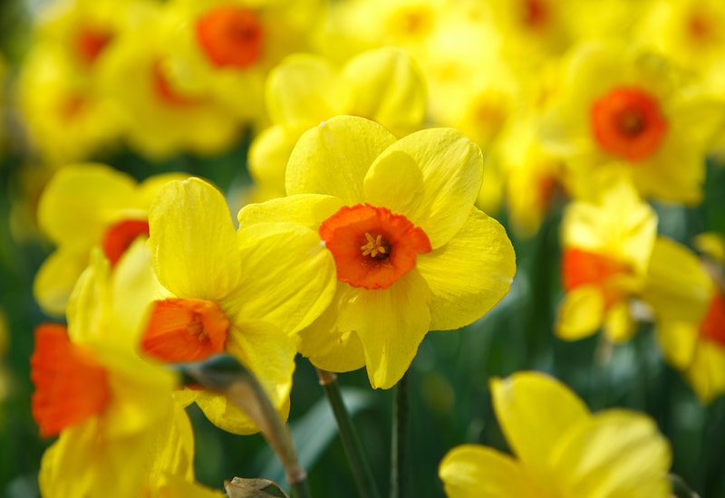 Group of daffodils with dark orange centres
