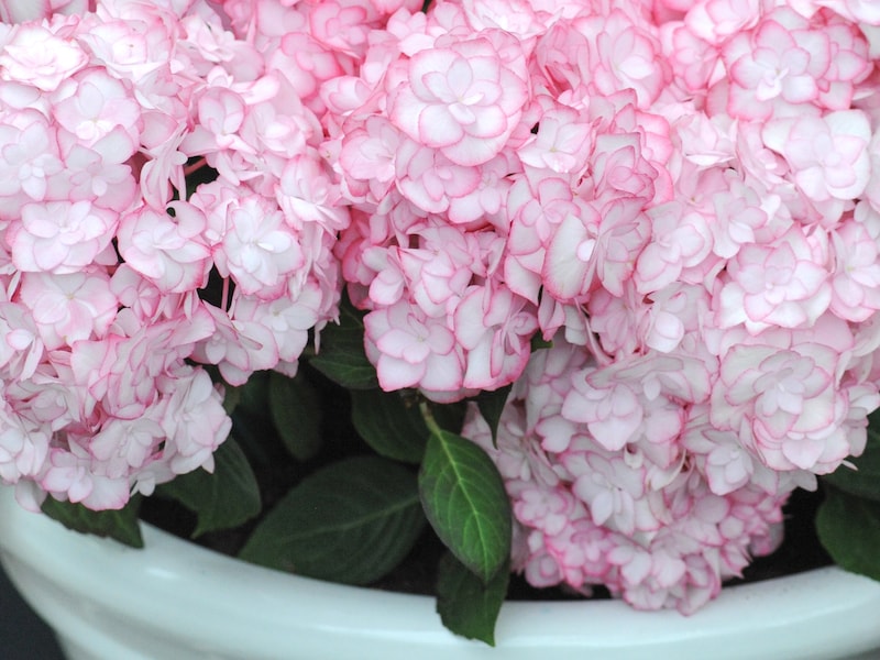 Light pink and white hydrangeas in a white container