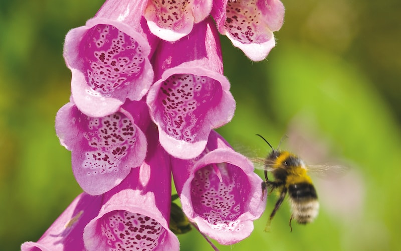 Pink wild foxgloves with bee in foreground