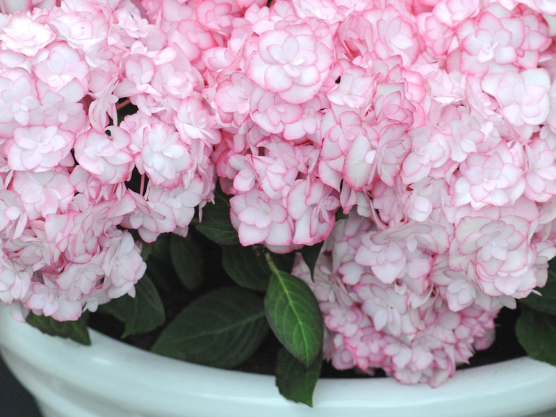 Pink and white hydrangea in white container
