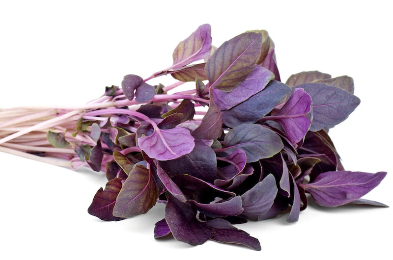 Purple basil against white background