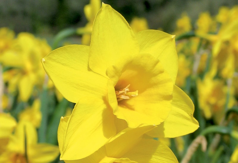 Single bright yellow Cornish daffodil