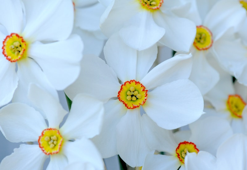 White daffodils with yellow centres