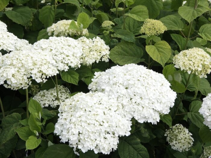 Best expert advice on growing hydrangeas Suttons Gardening Grow How