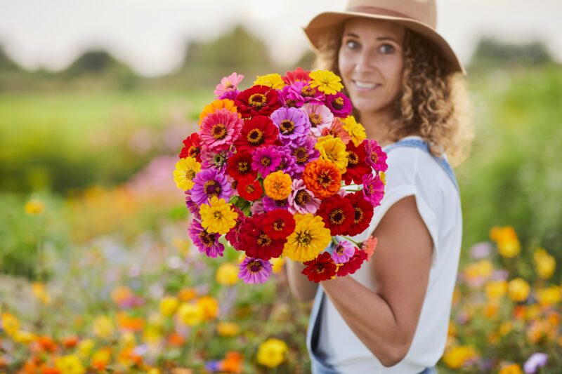 Suttons new flower seeds 2024 Zinnia 'Dahlia Flowered Mixed' pictured as a tightly-packed cut flower bouquet, being held by a woman. She is pointing the head of flowers directly at the viewer and the background of a flower field is blurred out. The blooms are a marvellous mix of pink, red, orange and yellow tones, each with a dark central eye.