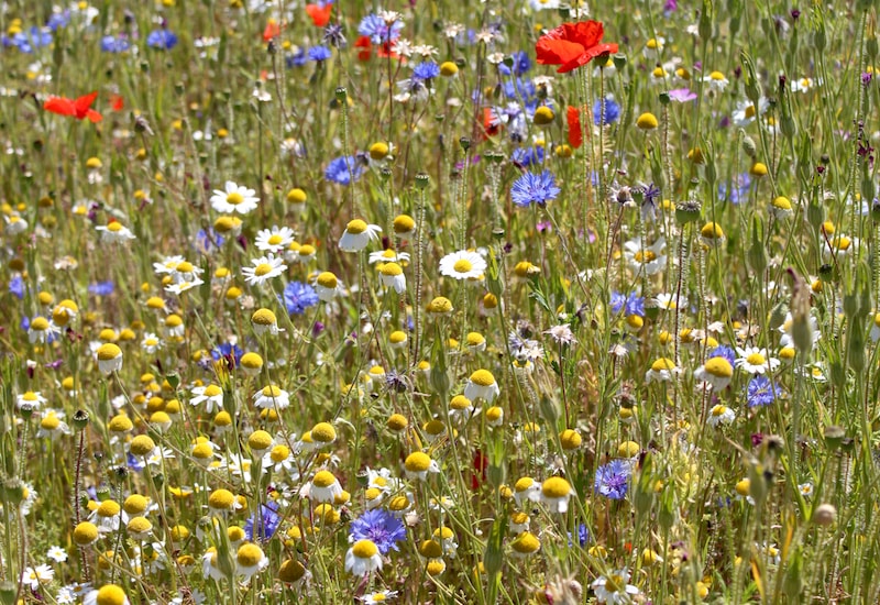 Annual wildflower meadow