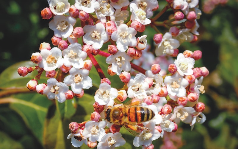 Bees on viburnum flowers