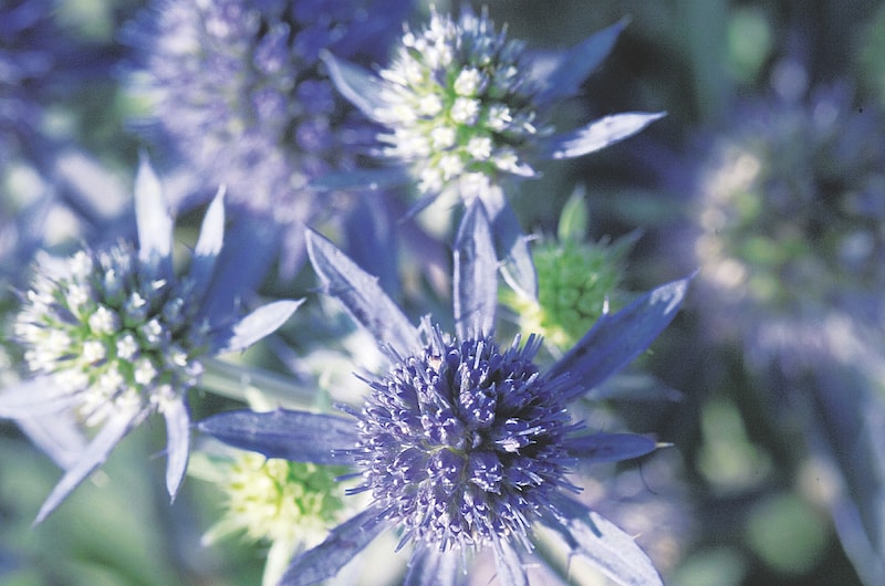 Blue and green eryngium flowers