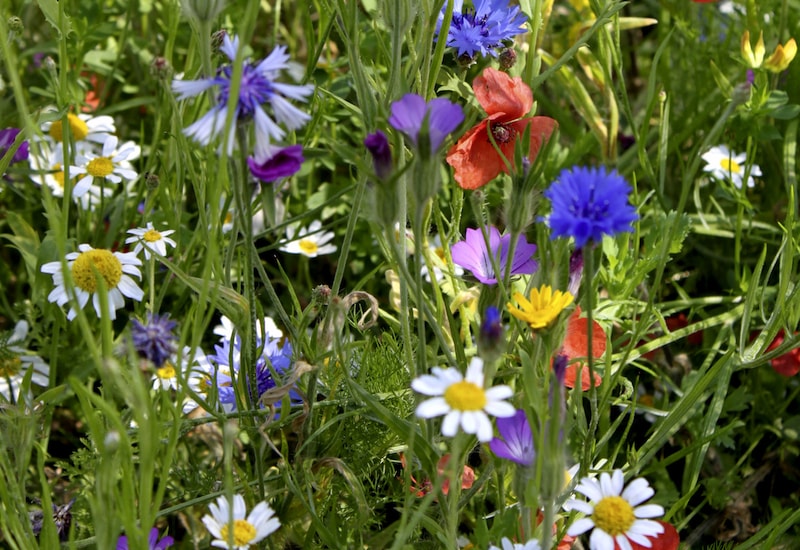 Closeup of wildflowers, cornflowers and corncockles