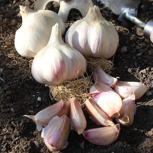 Garlic on ground