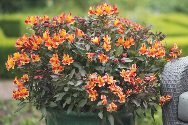 Orange alstroemeria flowers in container