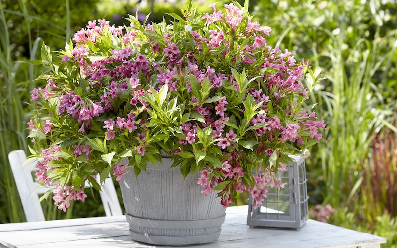 Pink weigela in container on table