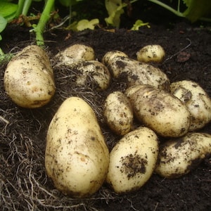 Earthed up potatoes