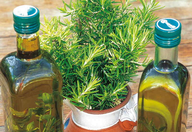 Rosemary plant in between two bottles of rosemary oil