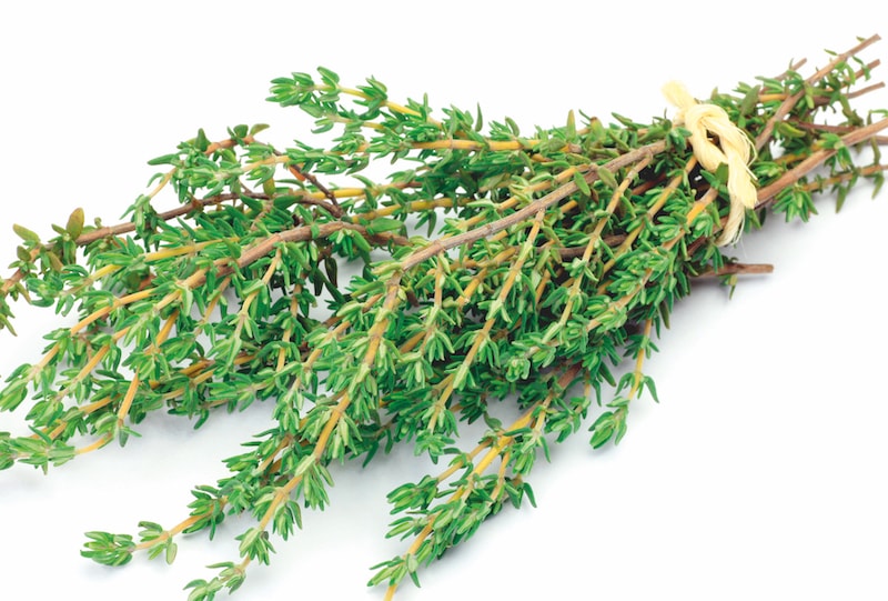 Tied up bundle of thyme against white background