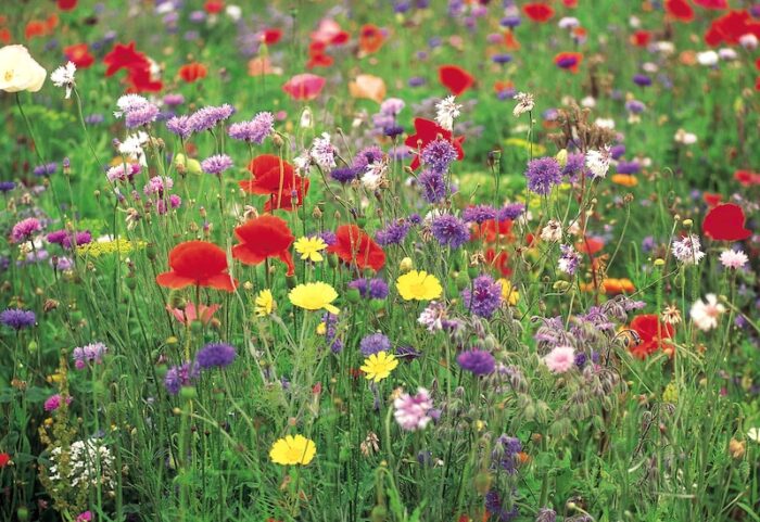 wildflower-meadow-poppies-chives.jpg