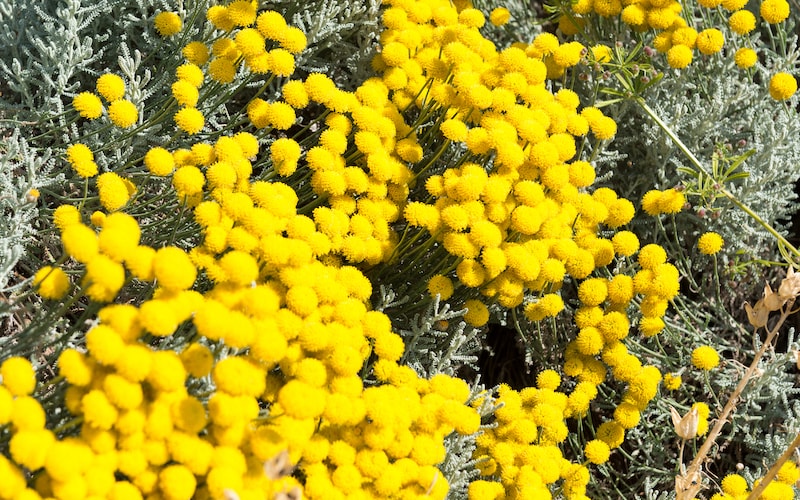 Yellow cotton lavender plant
