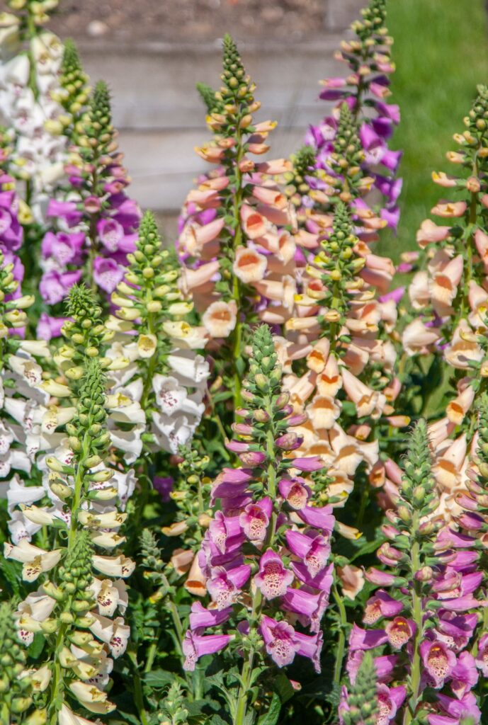 Suttons new flower seeds 2024 Foxglove 'Dottie Mix' - image shows a close-up of these flowers in full blooms, in shades of white, peach and mauve-pink