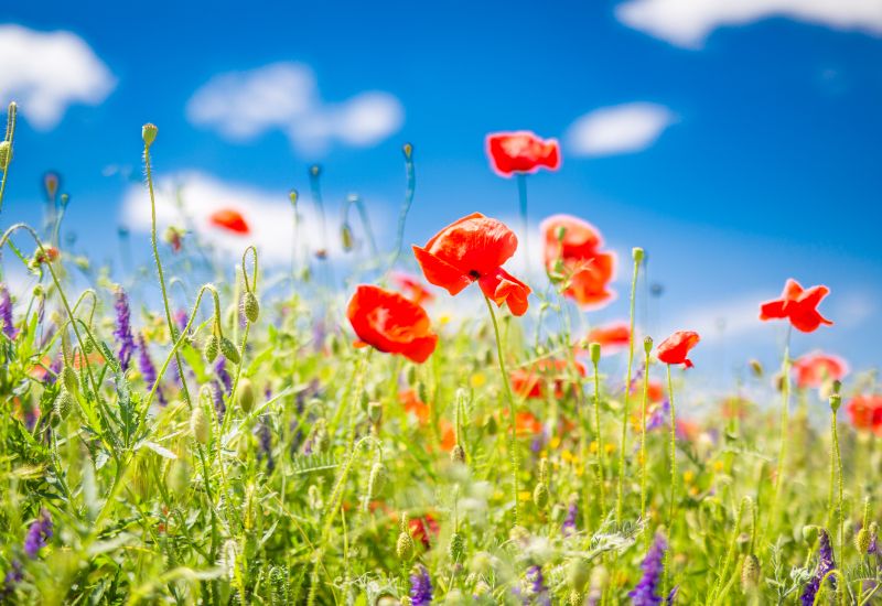 Image shows a wildflower meadow, with lush green foliage and bright-red field poppies contrasted against a vivid blue sky with little white clouds