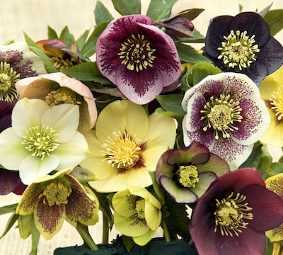 Closeup of colourful hellebores against cream background