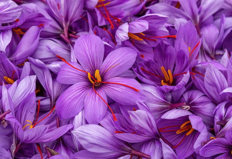 Collection of saffron crocus flowers