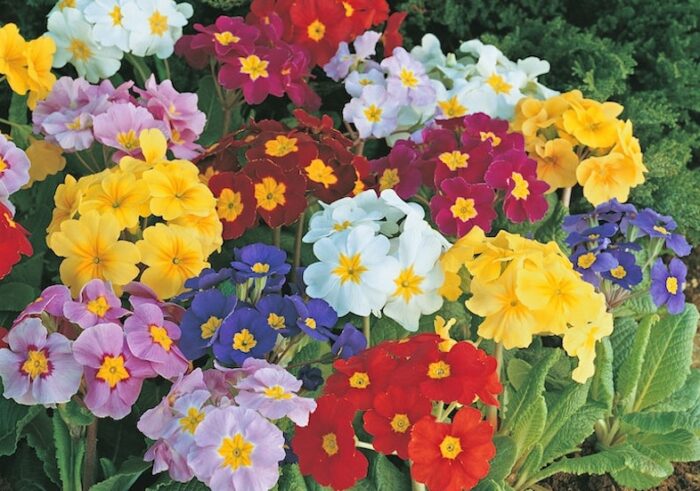 colourful-large-flowered-pansies.jpg