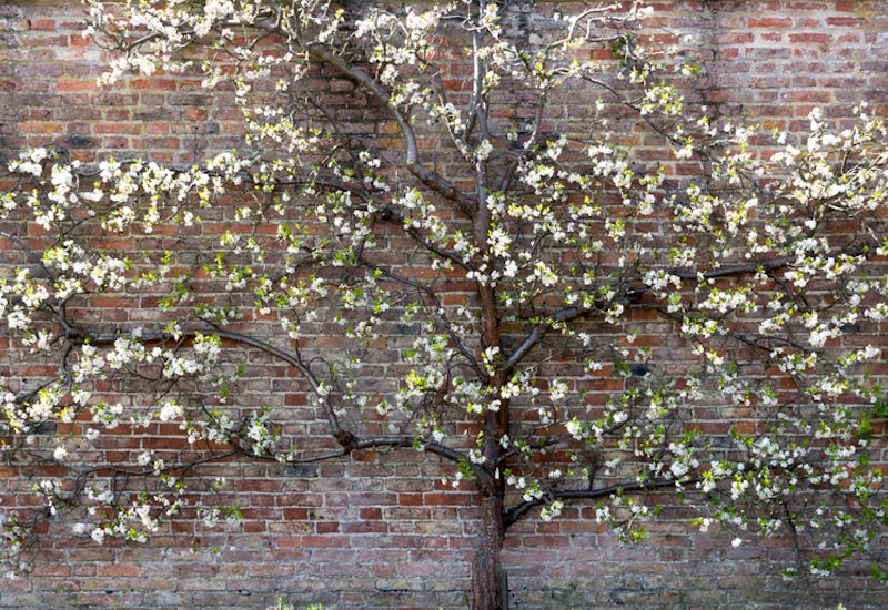 Fan trained plum tree covered in blossom