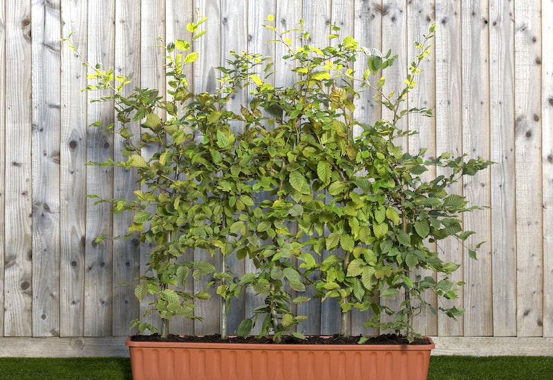 Bare root hedging plants grown in container