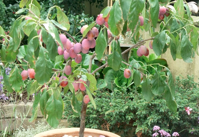 Patio sized plum tree