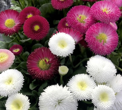 Pink, red and white bellis flowers