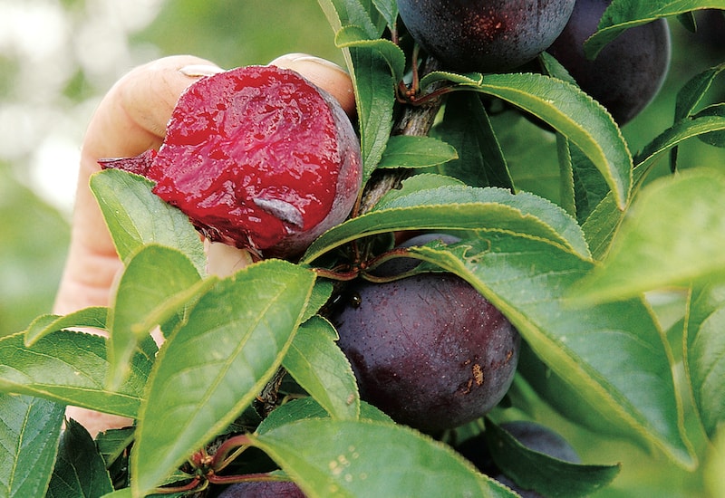 Plum cut in two with purple flesh