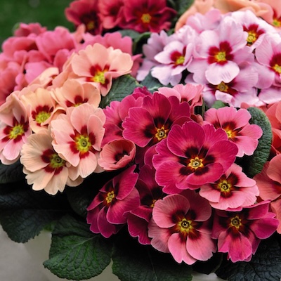 primula raspberry punch