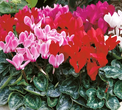Group of red and pink cyclamen