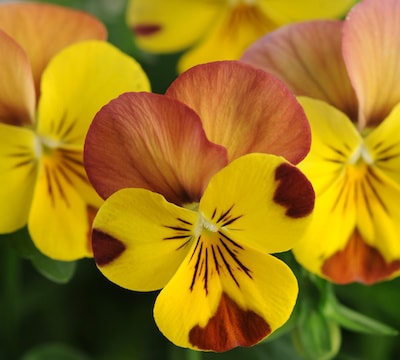 Single yellow and brown viola flower
