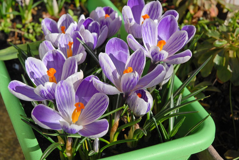 Delicate white crocus flowers with purple veining