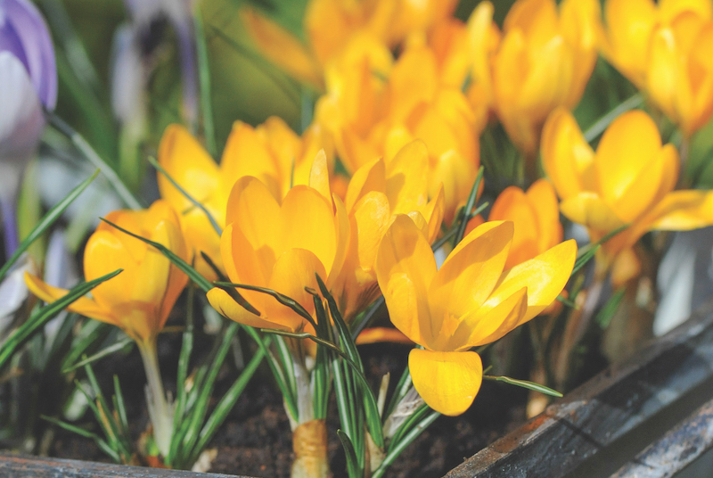 Large bright yellow crocus flowers