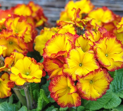 Yellow and red polyanthus