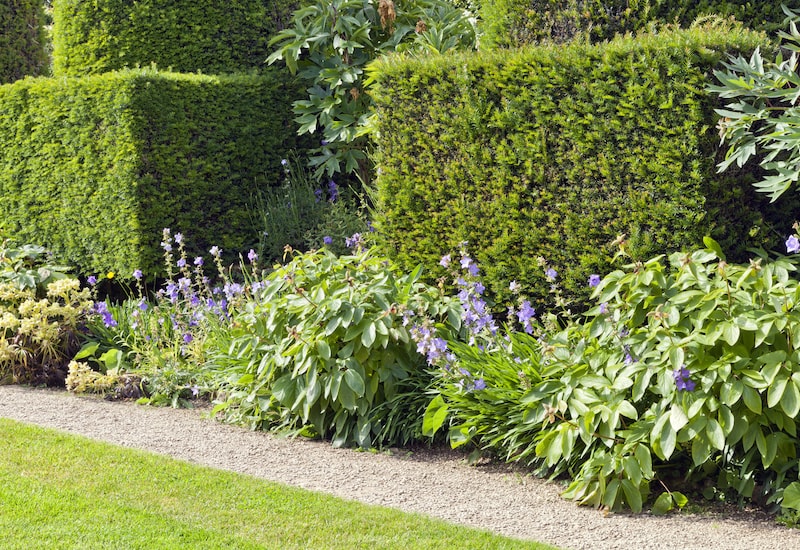 Yew hedging in garden as a feature piece