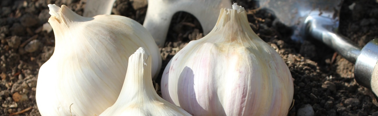 Garlic Bulbs - Kingsland Wight
