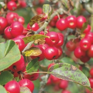 Crab Apple Red Sentinel from Suttons