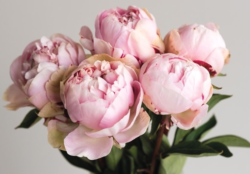 Cut flower display of pink peonies from Suttons
