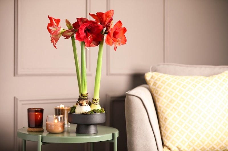 Red amaryllis flower on table
