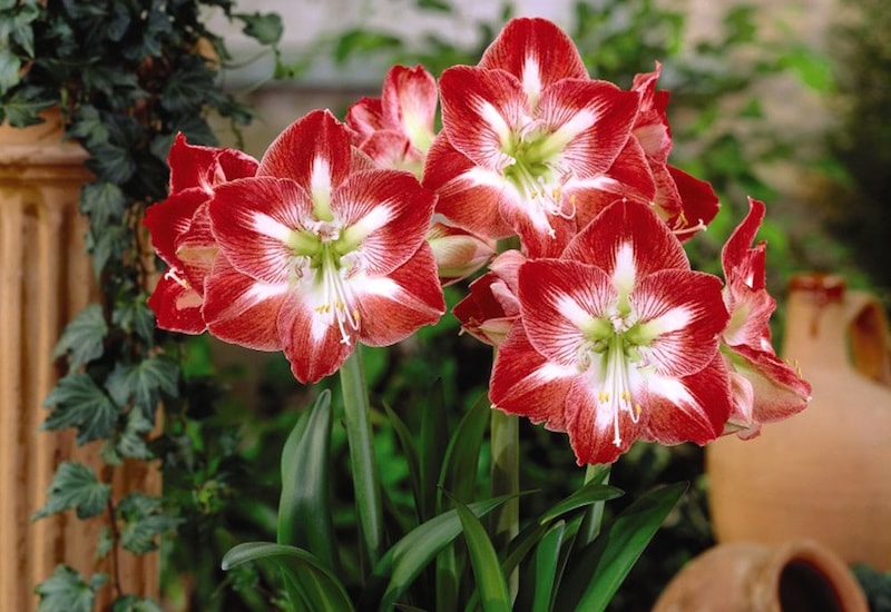 Bright red amaryllis with white centre