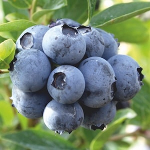 Blueberry - Duke from Suttons