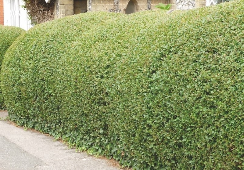 Trimmed privet hedging from Suttons