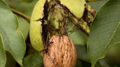 How to grow nut trees